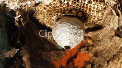 Wasp in Nest