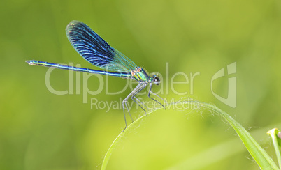 dragonfly on a blade of grass