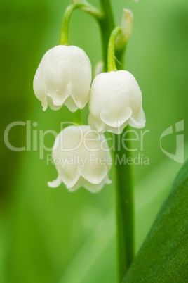 Lily of the valley