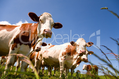 montbéliarde cows