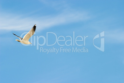 Fliegende Möve - flying sea gull