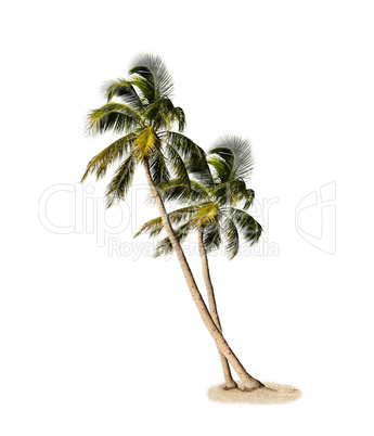 Palm Trees Isolated