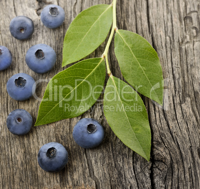 Fresh Bilberries