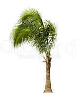Palm Tree Isolated