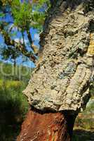 Korkeiche - cork oak 32