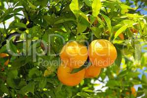 Orange am Baum - orange fruit on tree 11