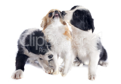 puppies border collies and chihuahua