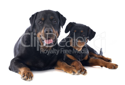 rottweiler, puppy and adult