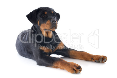 rottweiler