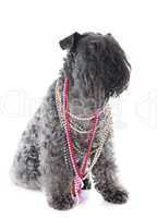kerry blue terrier with collars