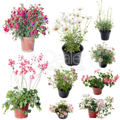 flower plants in pot