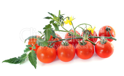 cheery tomatoes