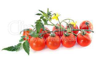 cheery tomatoes