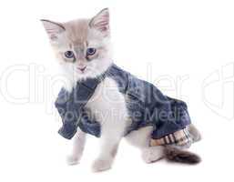 dressed birman kitten
