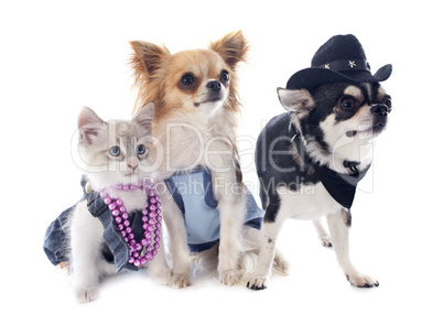 birman kitten and chihuahuas