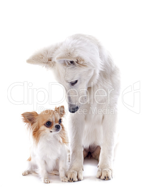 swiss shepherd and chihuahua