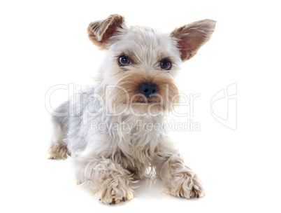 yorkshire terrier