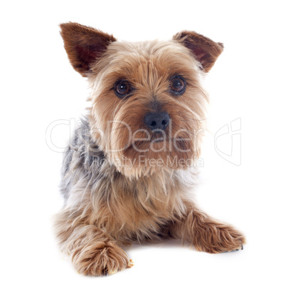 yorkshire terrier