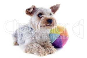 yorkshire terrier and ball