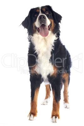 bernese moutain dog