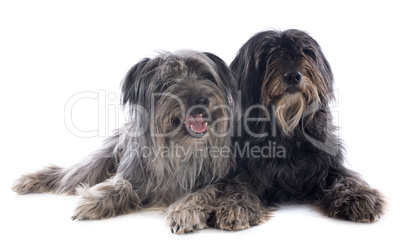 pyrenean sheepdogs