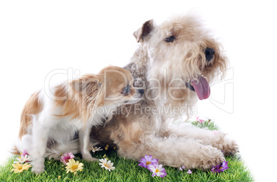 lakeland terrier