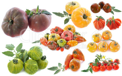 ancient varieties of tomatoes