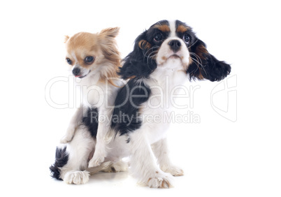 cavalier king charles and chihuahua