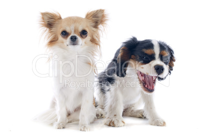 chihuahua and cavalier king charles