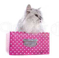 persian cat in box