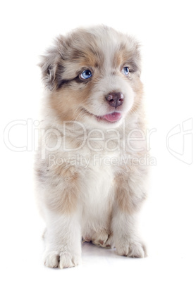 puppy australian shepherd