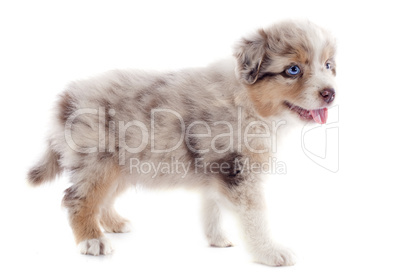 puppy australian shepherd