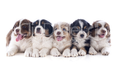 puppies australian shepherd