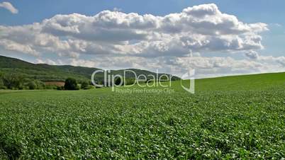 Beautiful cereal field in a windy day