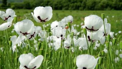 White Poppy flowers closeup