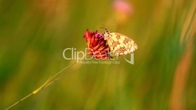 Butterfly on the flower Marbled White (Melanargia galathea)