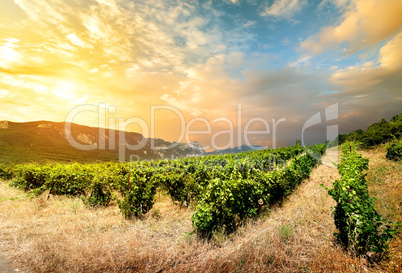 Vineyard