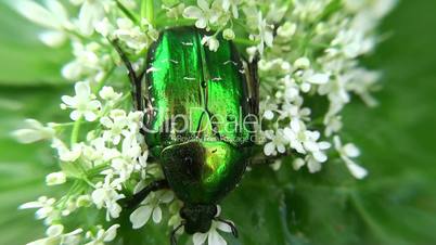 Green Rose Chafer (Cetonia Aurata) is feeding on a flowers.