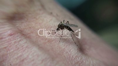 Mosquito bites a human hand
