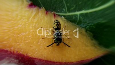 honeybee with a peach