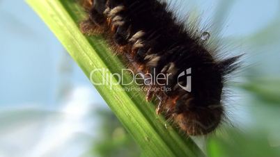 Big Hairy Caterpillar on a blade of grass. Closeup.