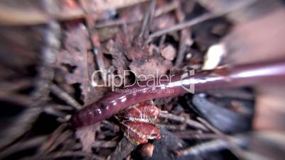 Earthworm. Close up.