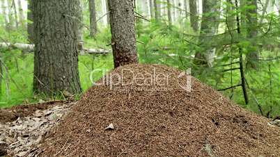 anthill in Forest