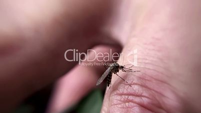The mosquito killing