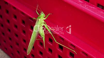 Locust on the red farm basket