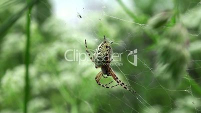 Orb-weaver spider eating a caught  fly.