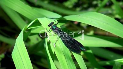 Dragonfly at the pond (Bluetail Damselfly)