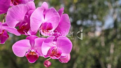 Pink orchid in nature