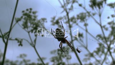 Hunting of  Orb-weaver spider to the fly.