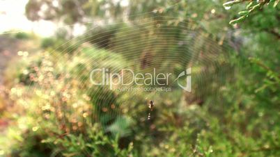 Insect prey at the spiderweb.